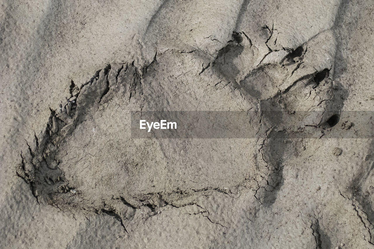 Close-up of bear footprint in a riverbed