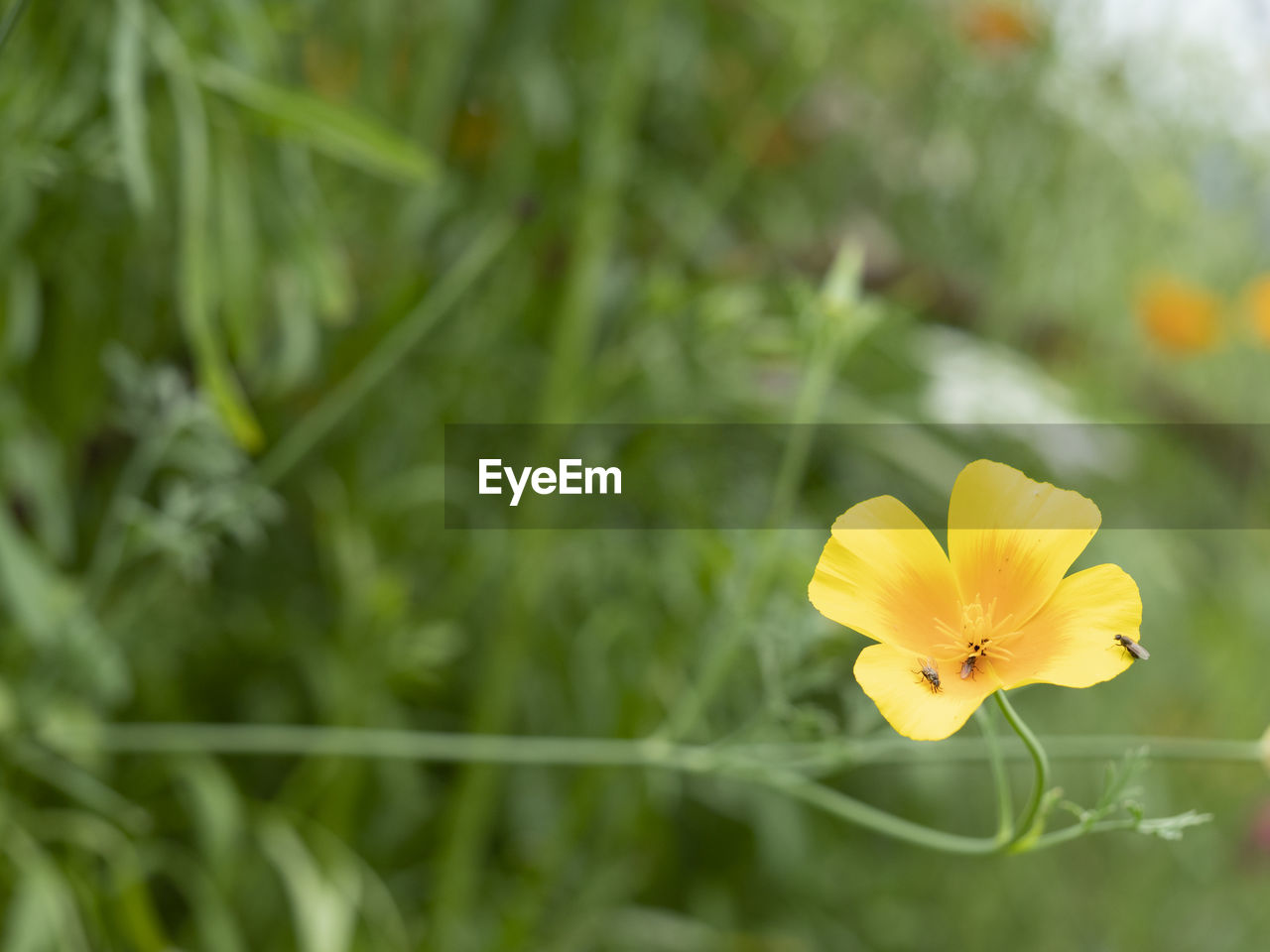 CLOSE-UP OF YELLOW FLOWER