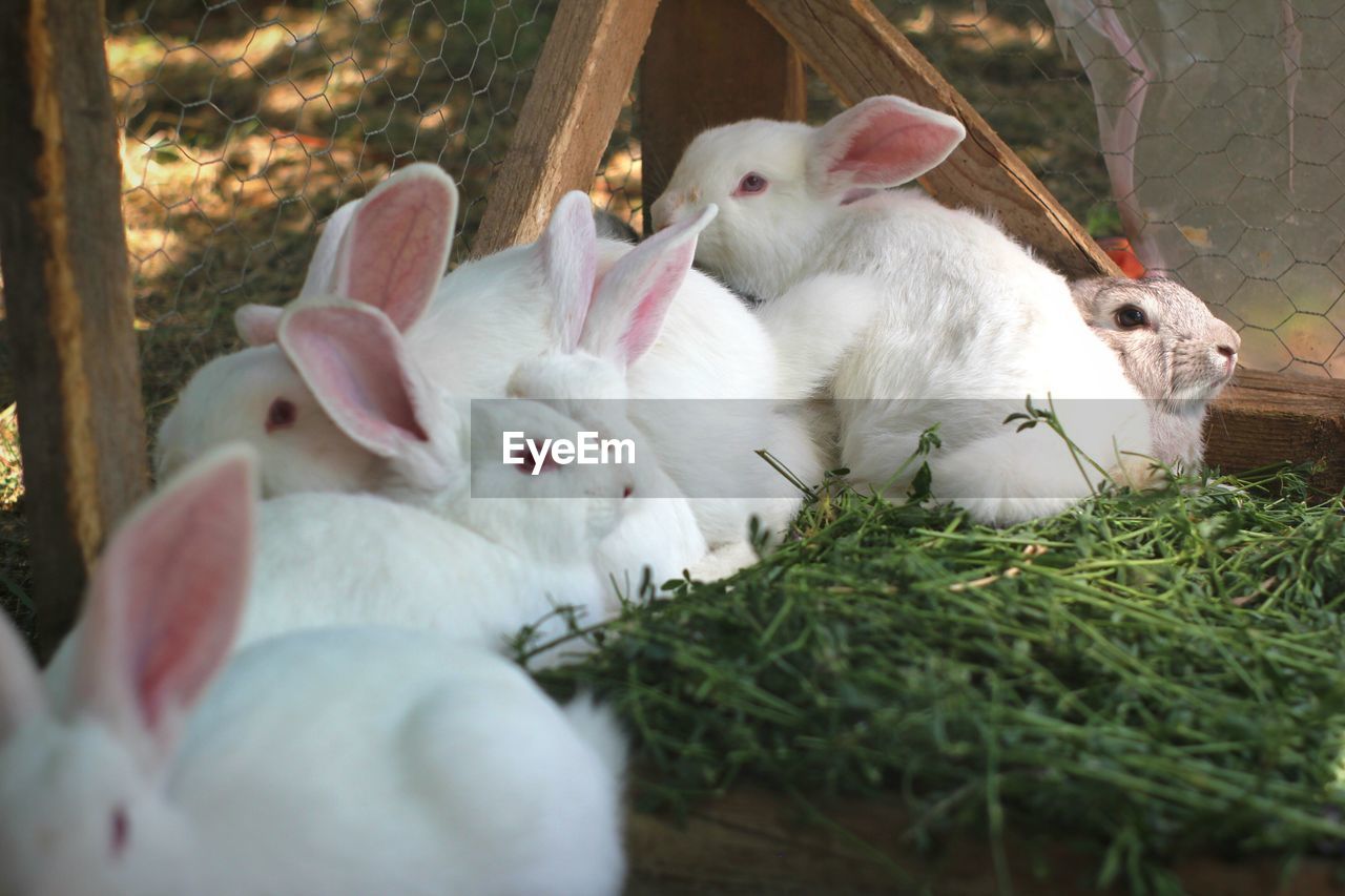 Cute young rabbits in pen