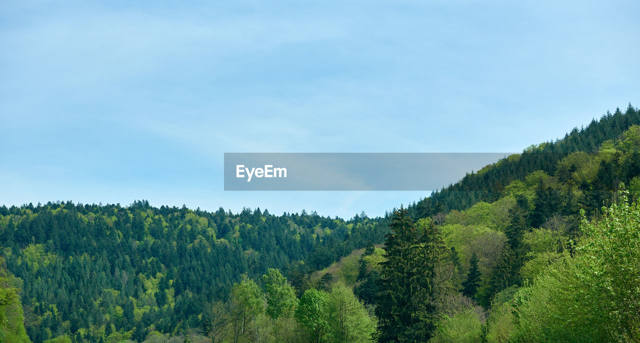 SCENIC VIEW OF TREES AGAINST SKY