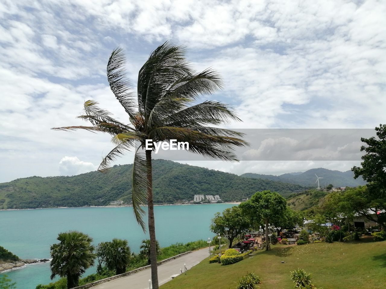 COCONUT PALM TREE AGAINST SEA AND SKY