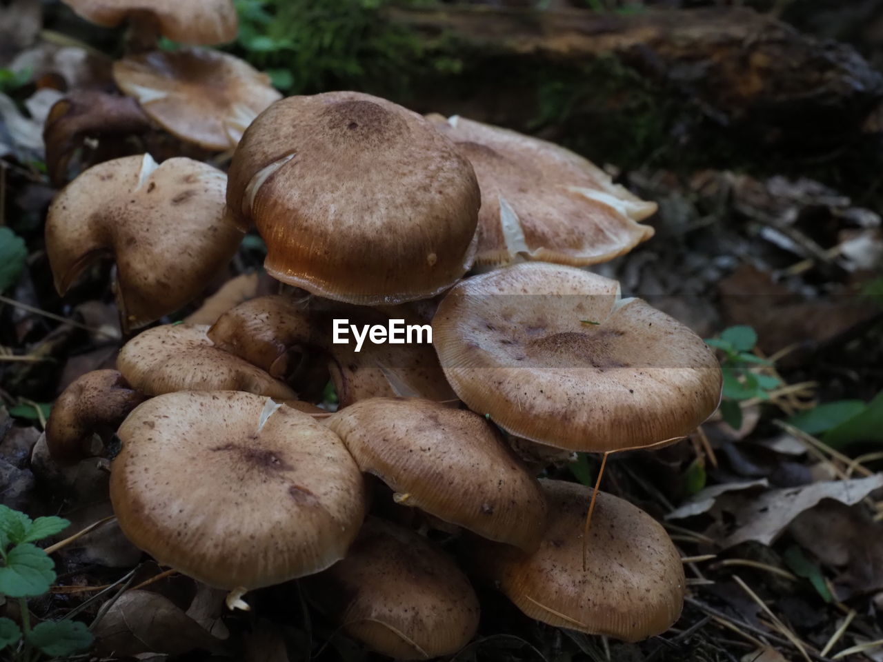 CLOSE-UP OF MUSHROOMS GROWING ON LAND