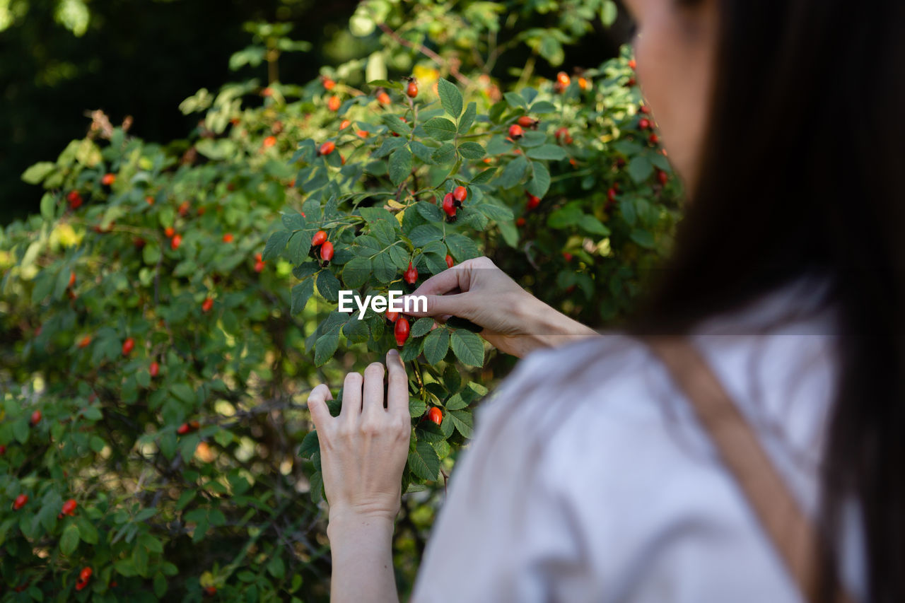 A woman collects rosehip berries from a green bush