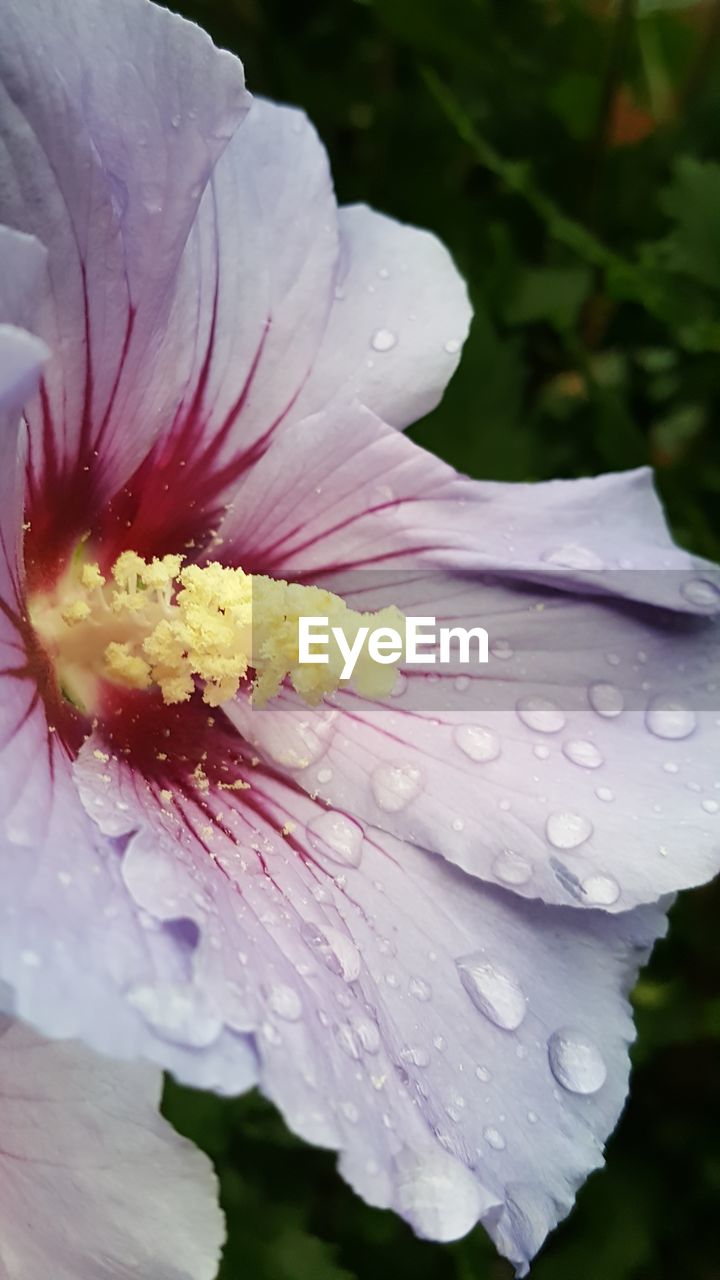 CLOSE-UP OF WET FLOWER BLOOMING