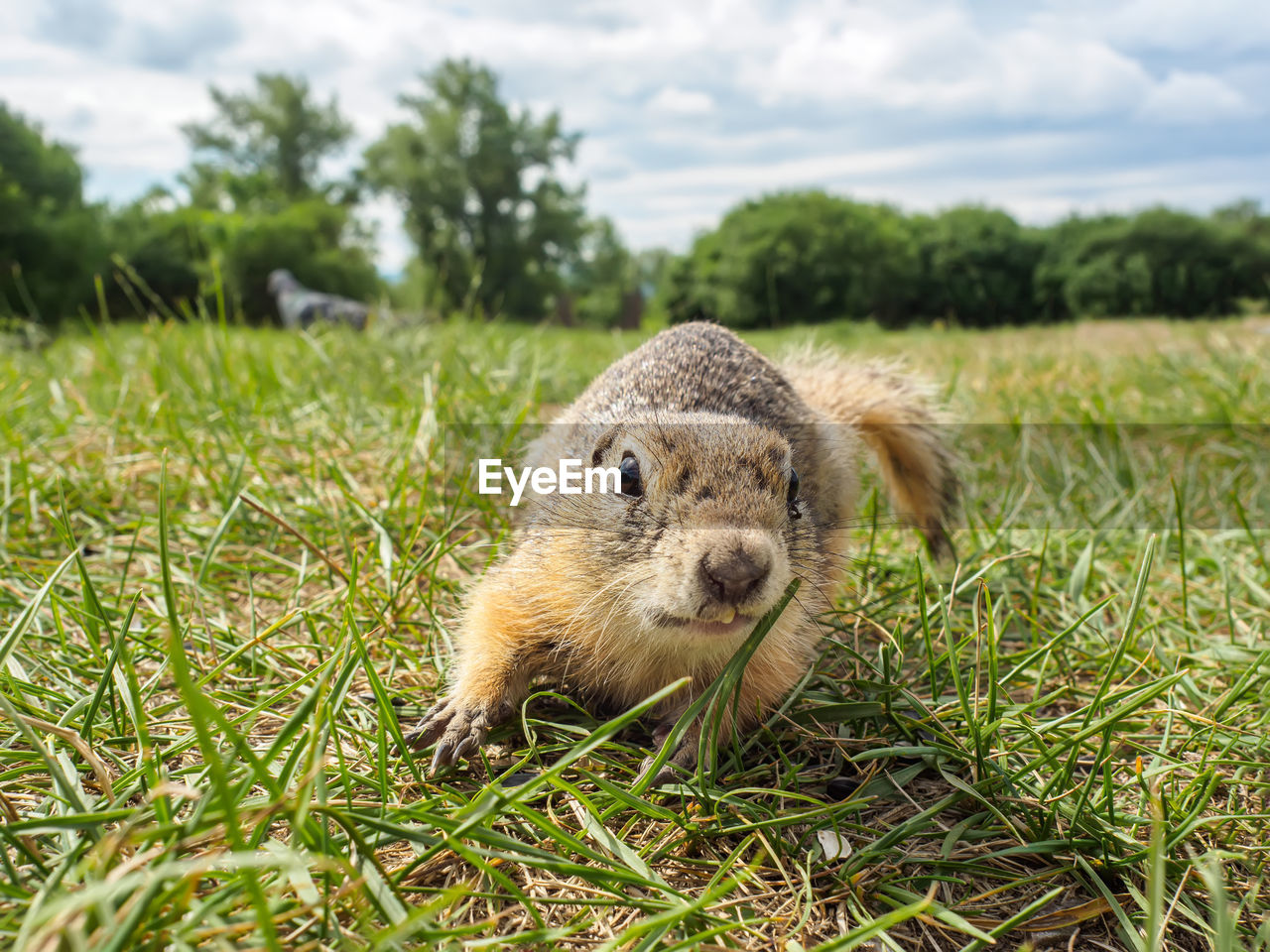 animal, animal themes, mammal, one animal, animal wildlife, grass, plant, wildlife, nature, prairie dog, portrait, looking at camera, no people, sky, squirrel, cloud, outdoors, day, cute, field, land, landscape, environment, rodent, beaver, front view