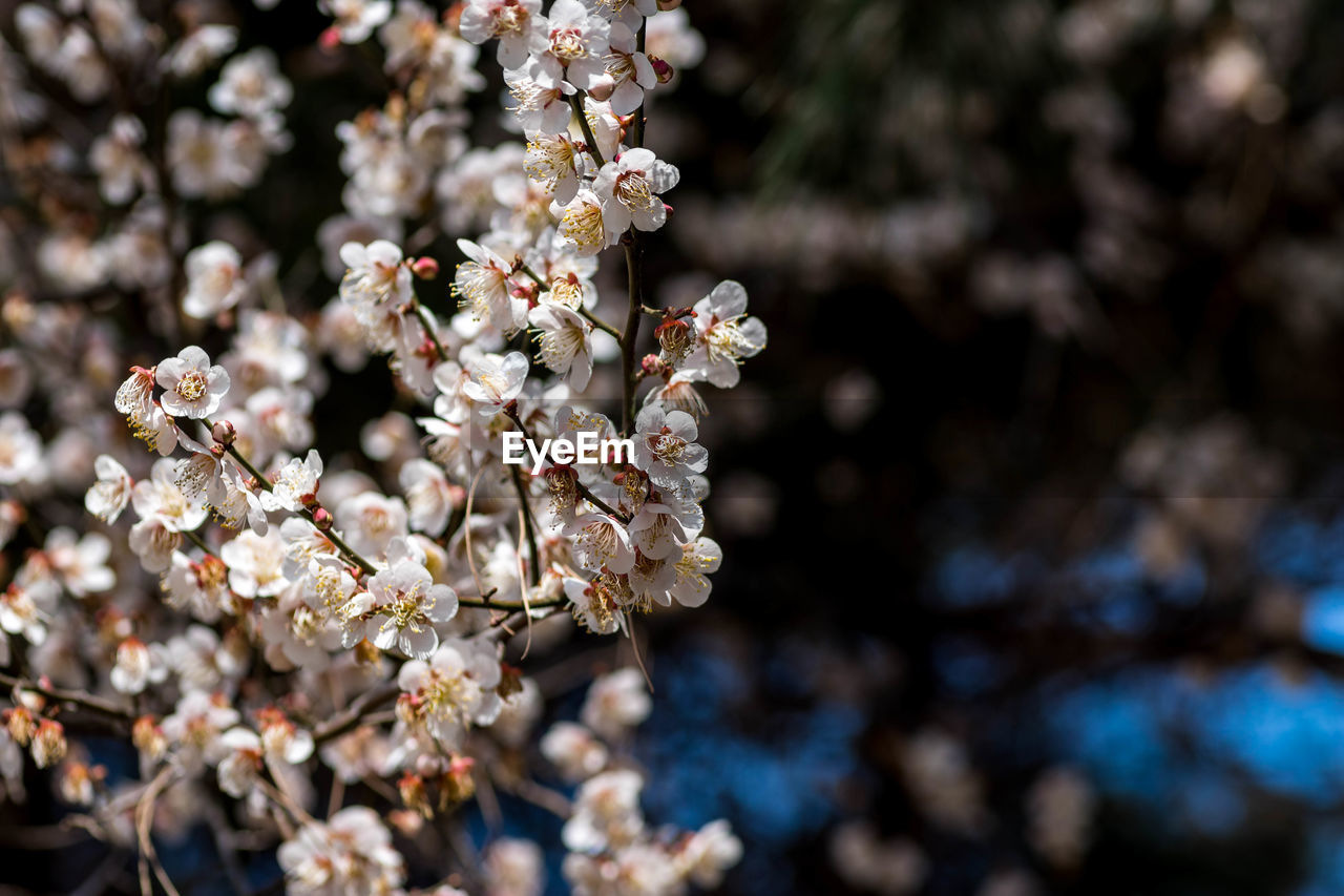 plant, flower, flowering plant, spring, tree, beauty in nature, blossom, freshness, nature, growth, springtime, fragility, branch, macro photography, close-up, no people, cherry blossom, produce, focus on foreground, outdoors, day, botany, food and drink, food, white, selective focus, leaf, flower head, fruit, inflorescence, sunlight, cherry tree