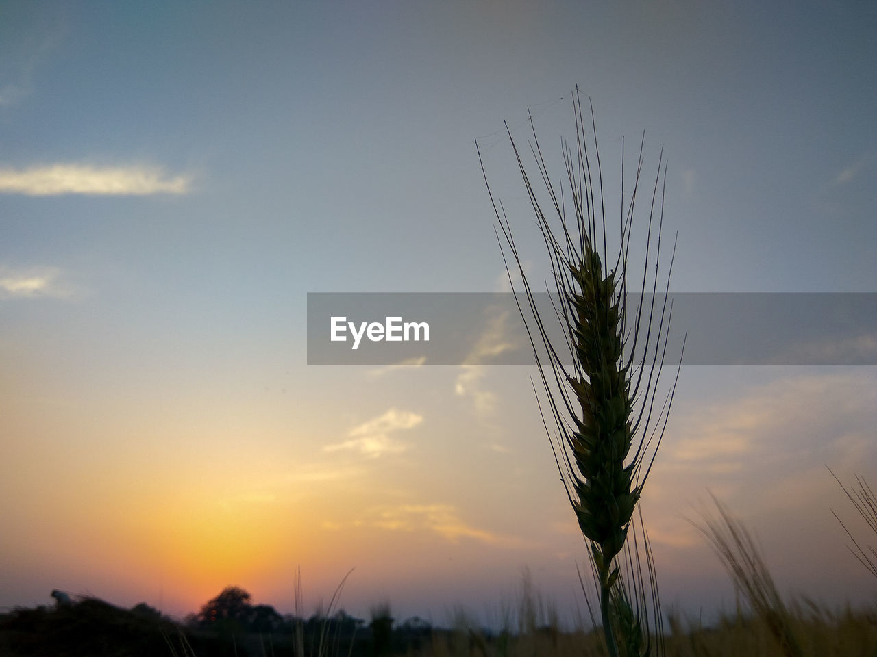 CLOSE-UP OF SILHOUETTE PLANT AGAINST SKY DURING SUNSET