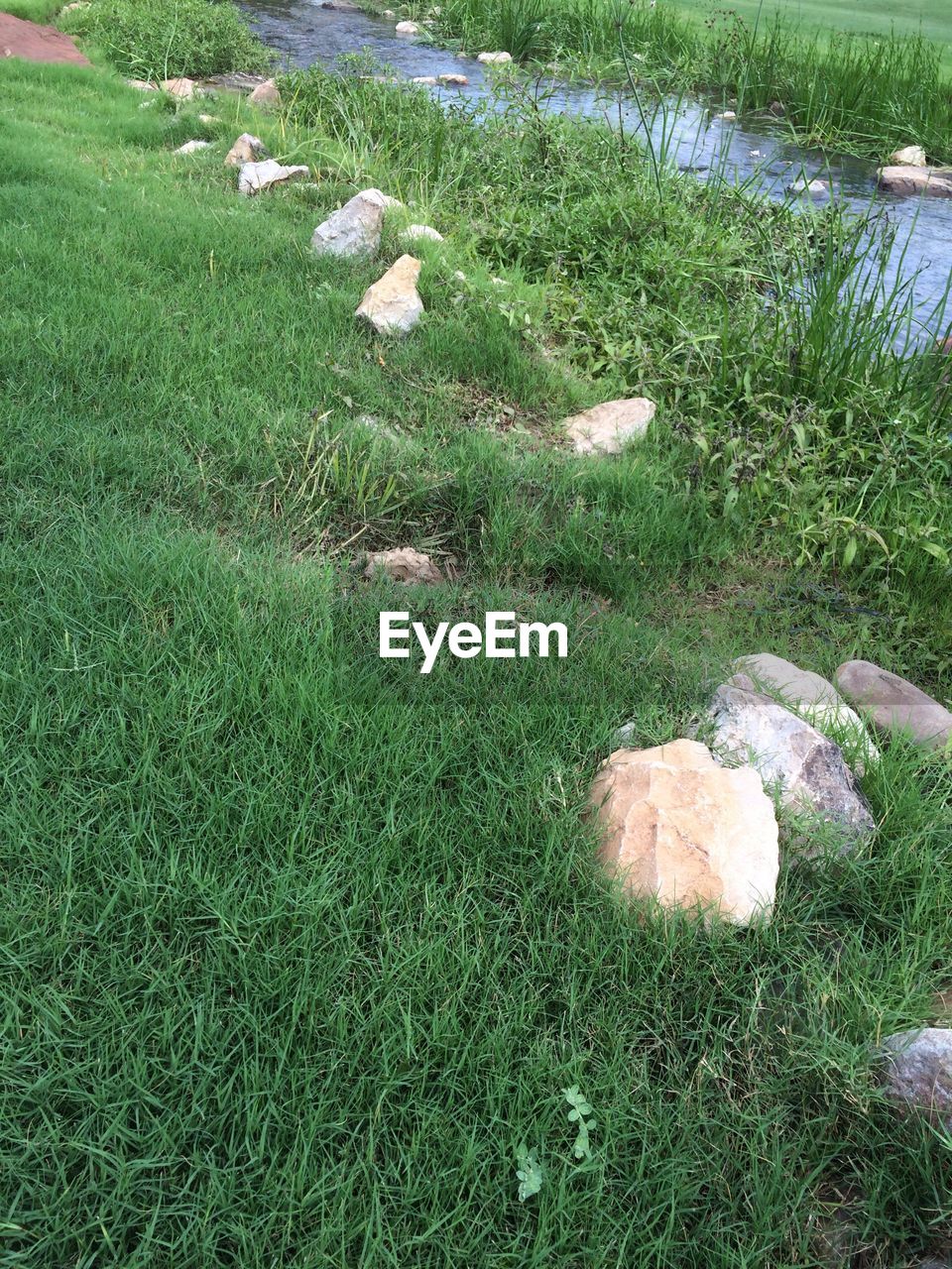 HIGH ANGLE VIEW OF SNAKE ON FIELD