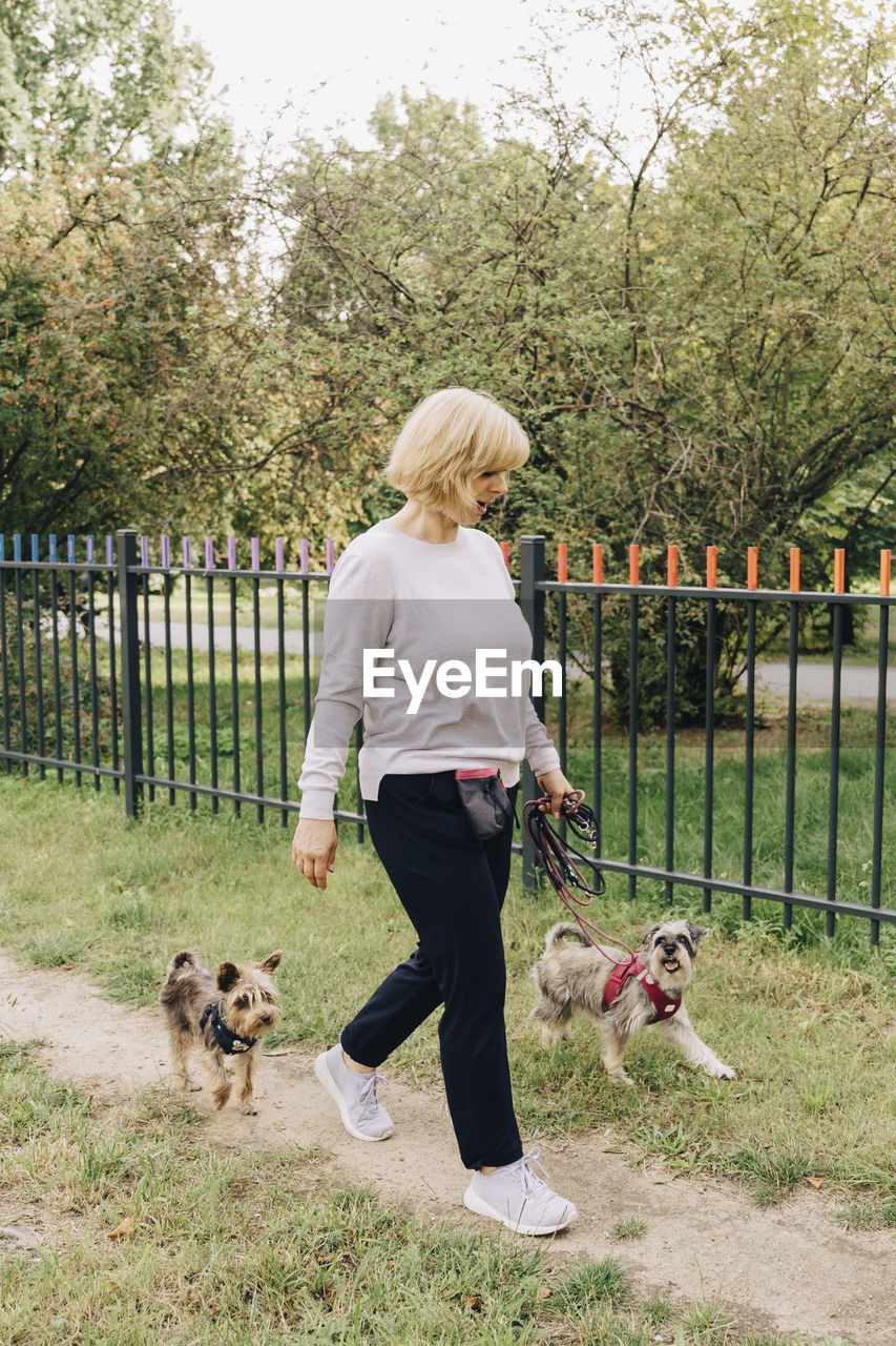 Mature woman walking cute dogs in public park