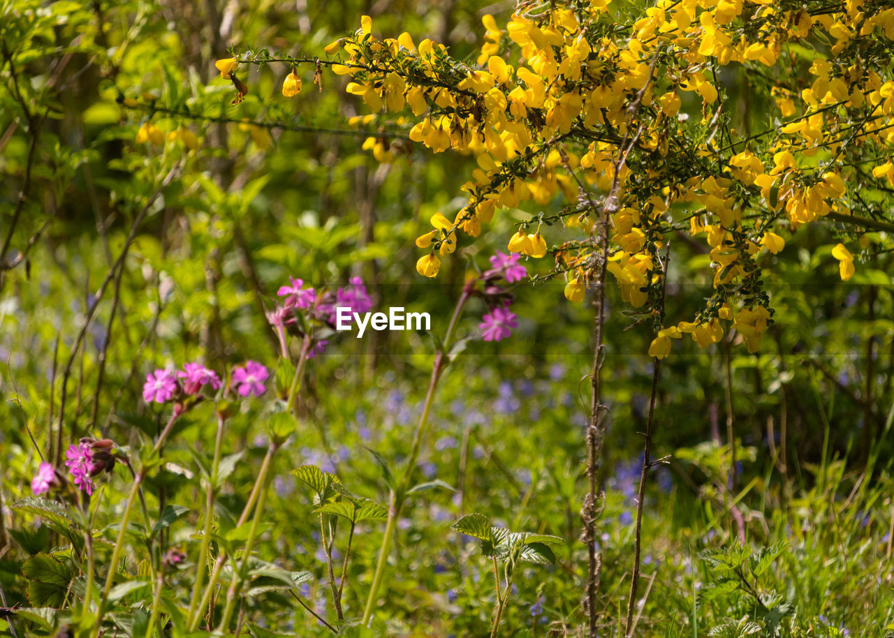 Close-up of purple and yellow flowering plants on field