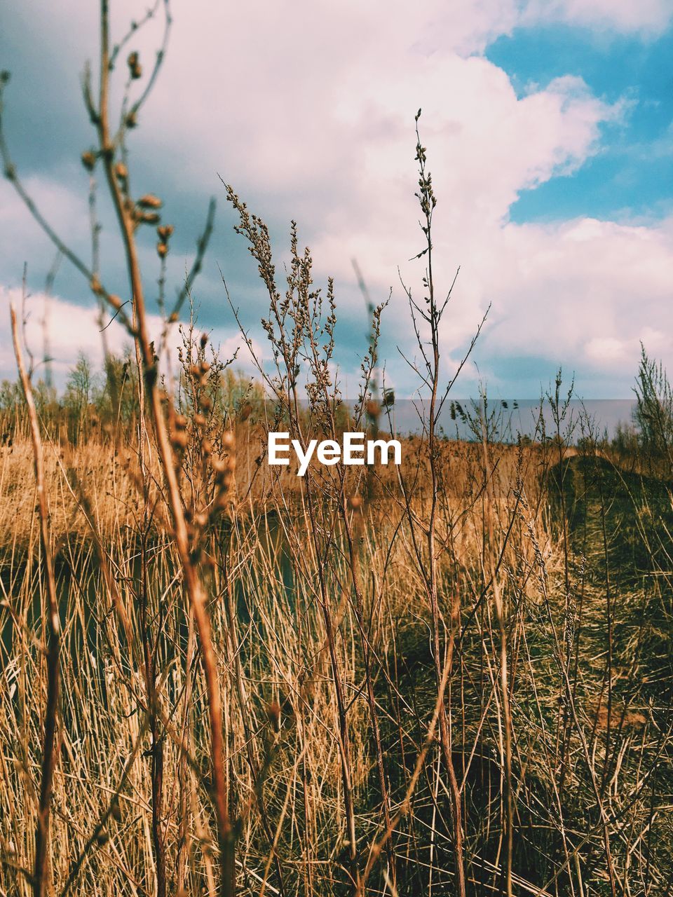 Scenic view of field against cloudy sky