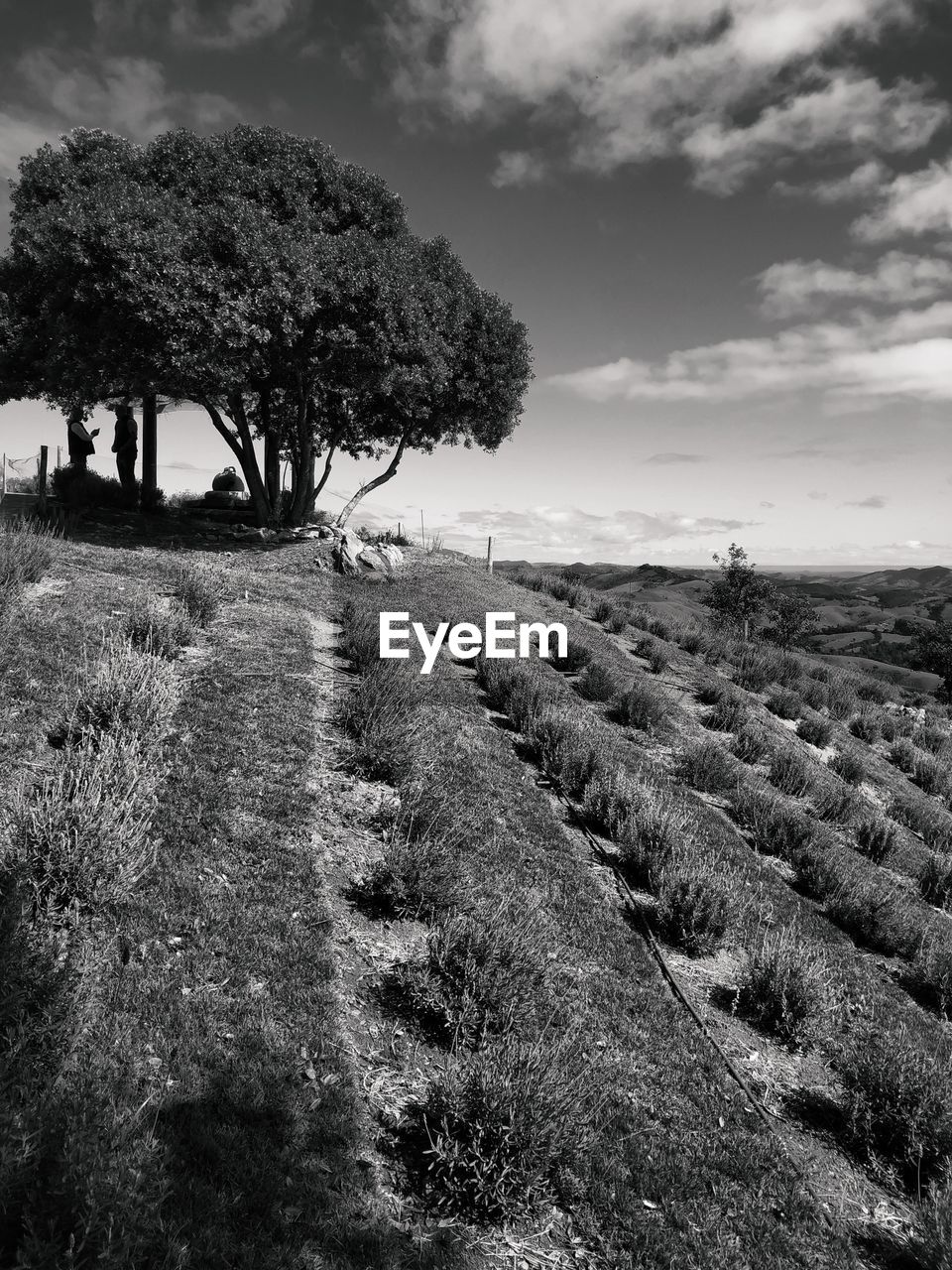 Trees on field against sky