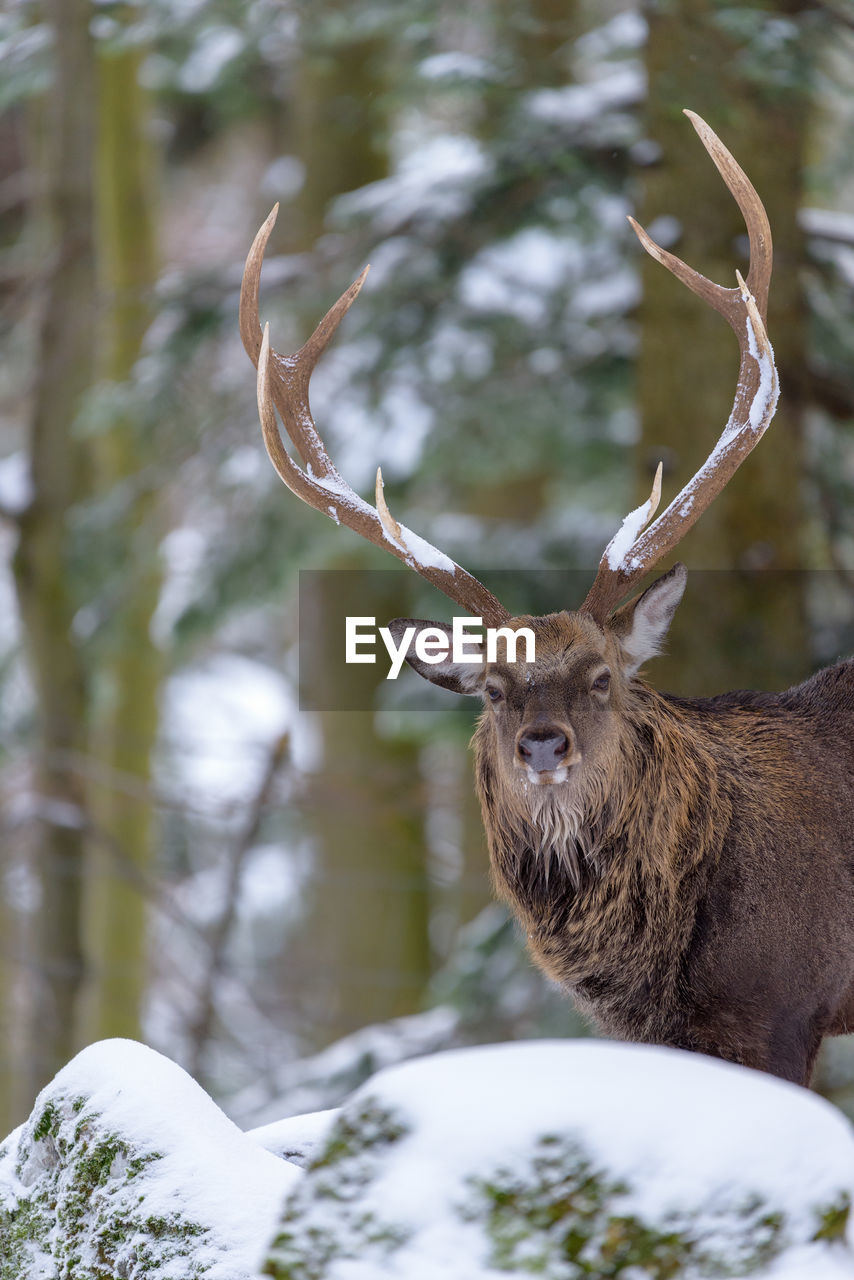 animal, animal themes, animal wildlife, mammal, wildlife, one animal, snow, deer, antler, winter, tree, cold temperature, nature, forest, no people, plant, reindeer, moose, outdoors, land, portrait, elk, day, brown, beauty in nature, wilderness, horned, woodland