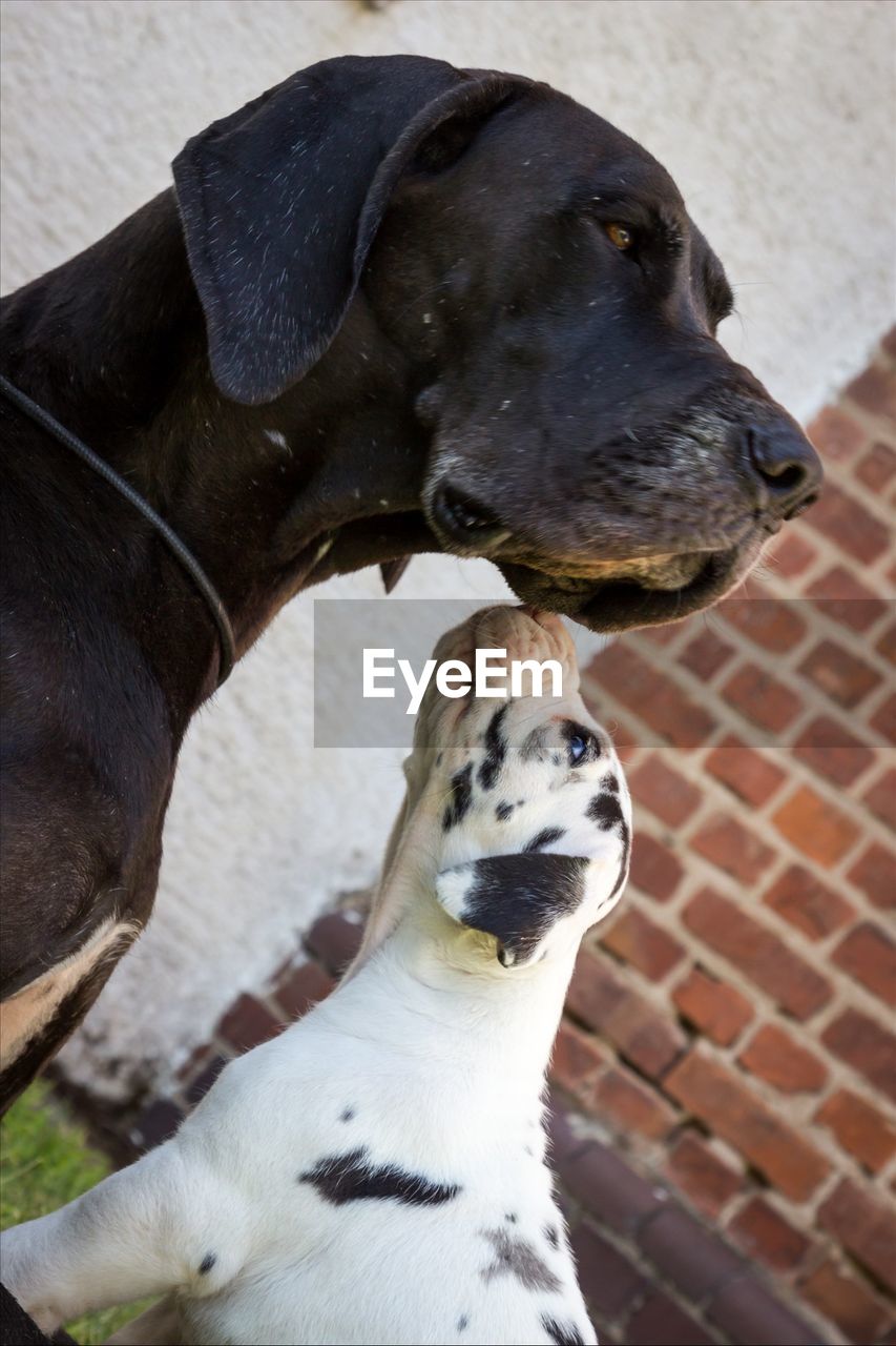 Tilt image of great dane with puppy against brick wall