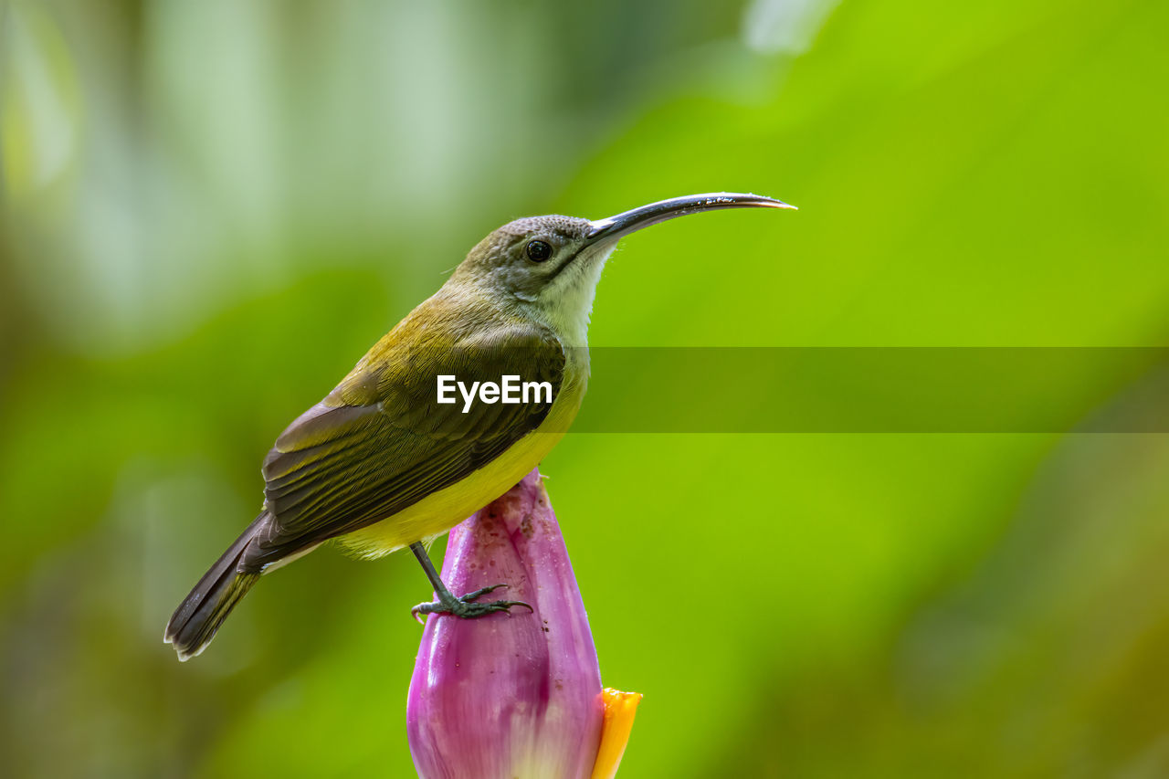 CLOSE-UP OF BIRD PERCHING ON PLANT