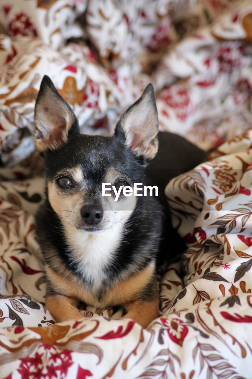 Close-up portrait of a chihuahua on bed