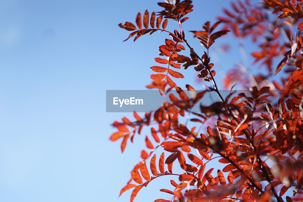 LOW ANGLE VIEW OF TREES AGAINST CLEAR BLUE SKY