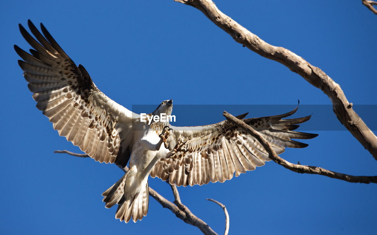 LOW ANGLE VIEW OF EAGLE FLYING