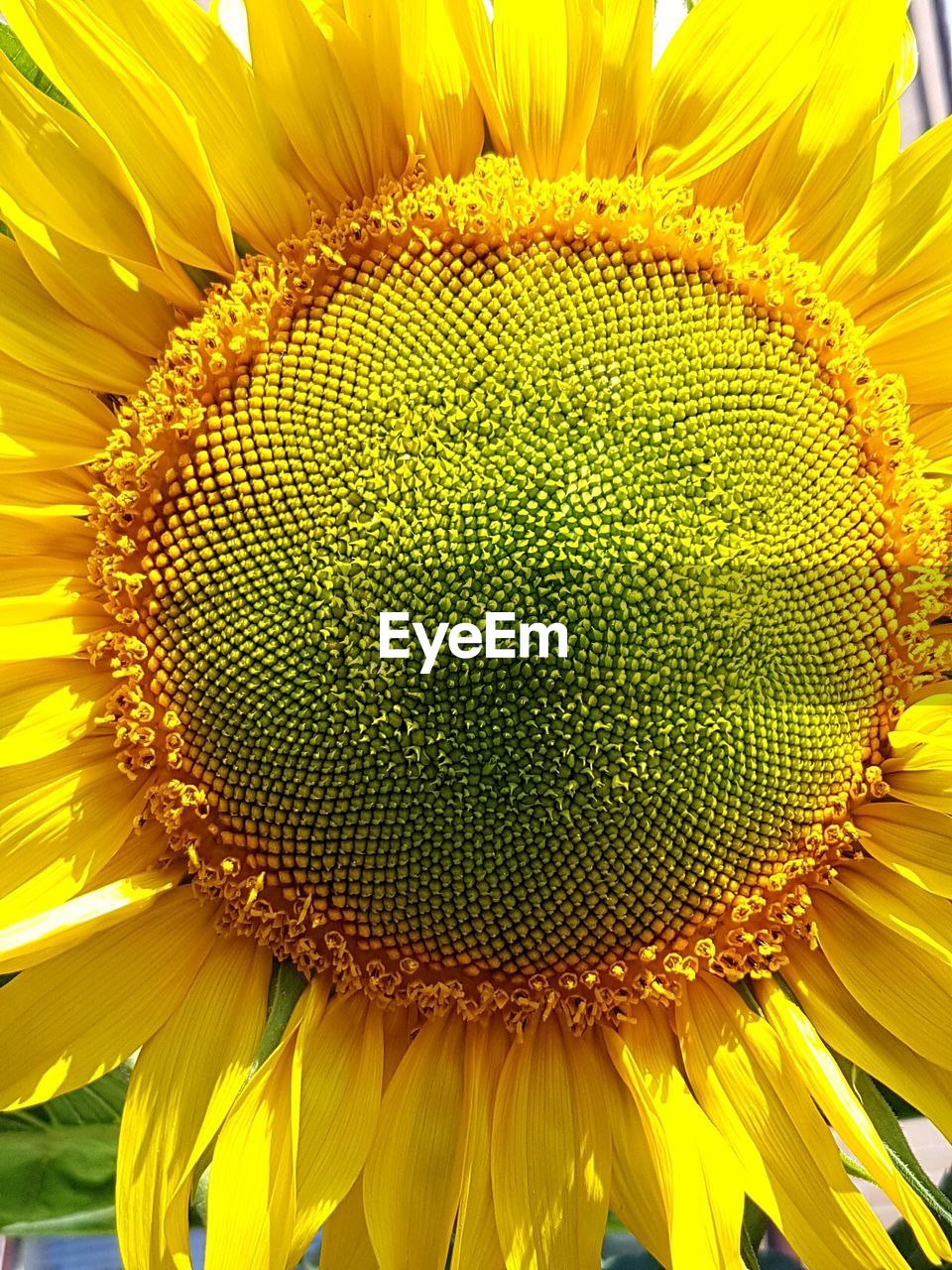 CLOSE-UP OF YELLOW SUNFLOWER ON PLANT