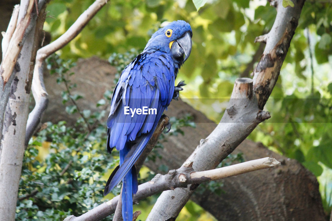 Blue parrot perching on branch