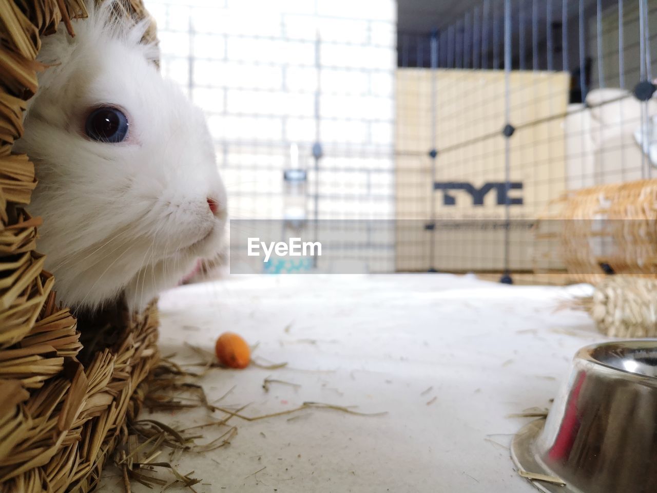 CLOSE-UP OF A RABBIT