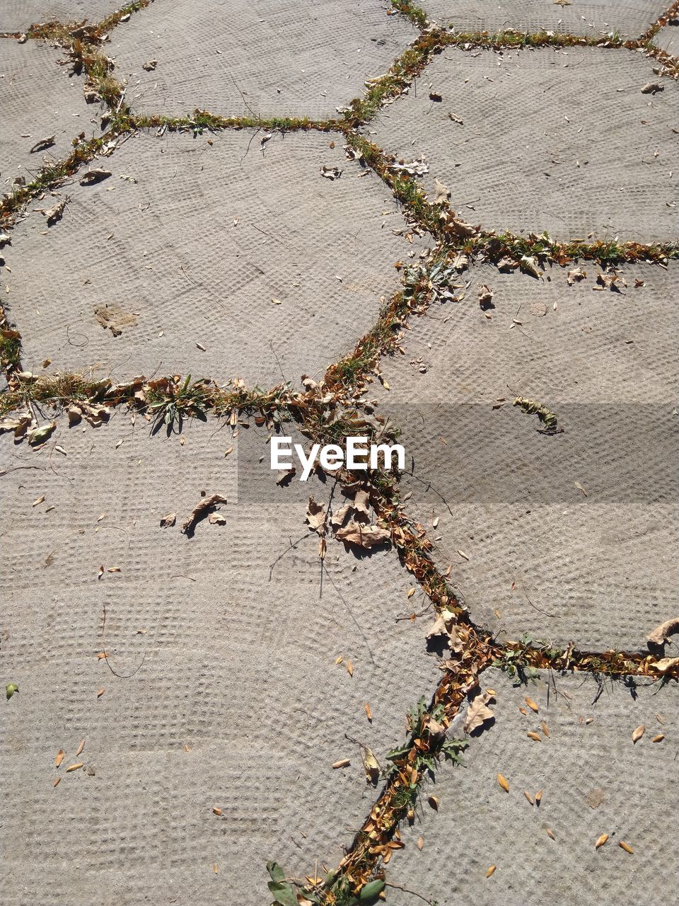 HIGH ANGLE VIEW OF ANT ON LAND