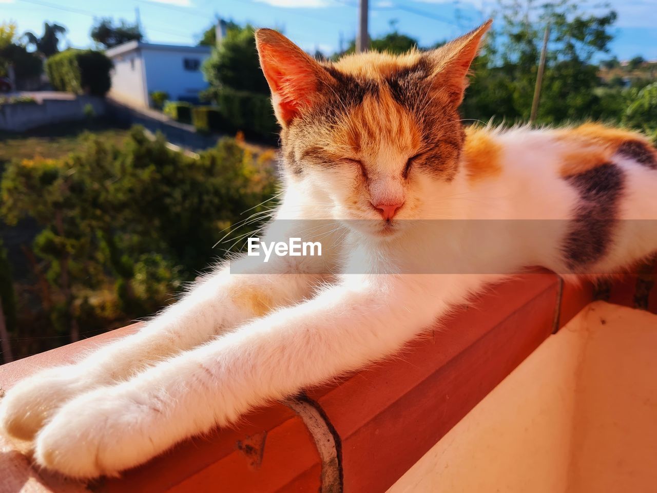 CLOSE-UP OF A CAT RESTING ON THE WALL