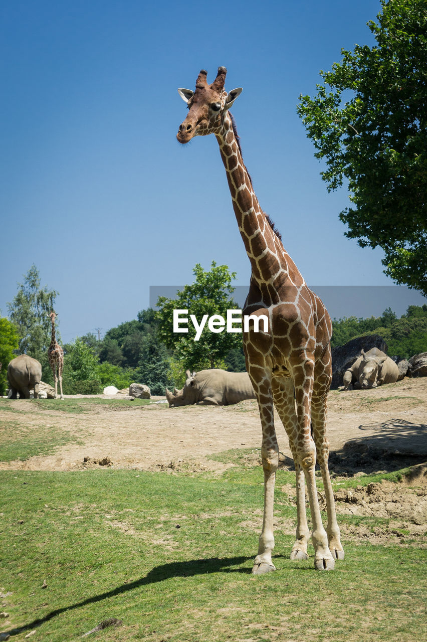 Giraffes and rhinoceros on field against clear sky at zoo