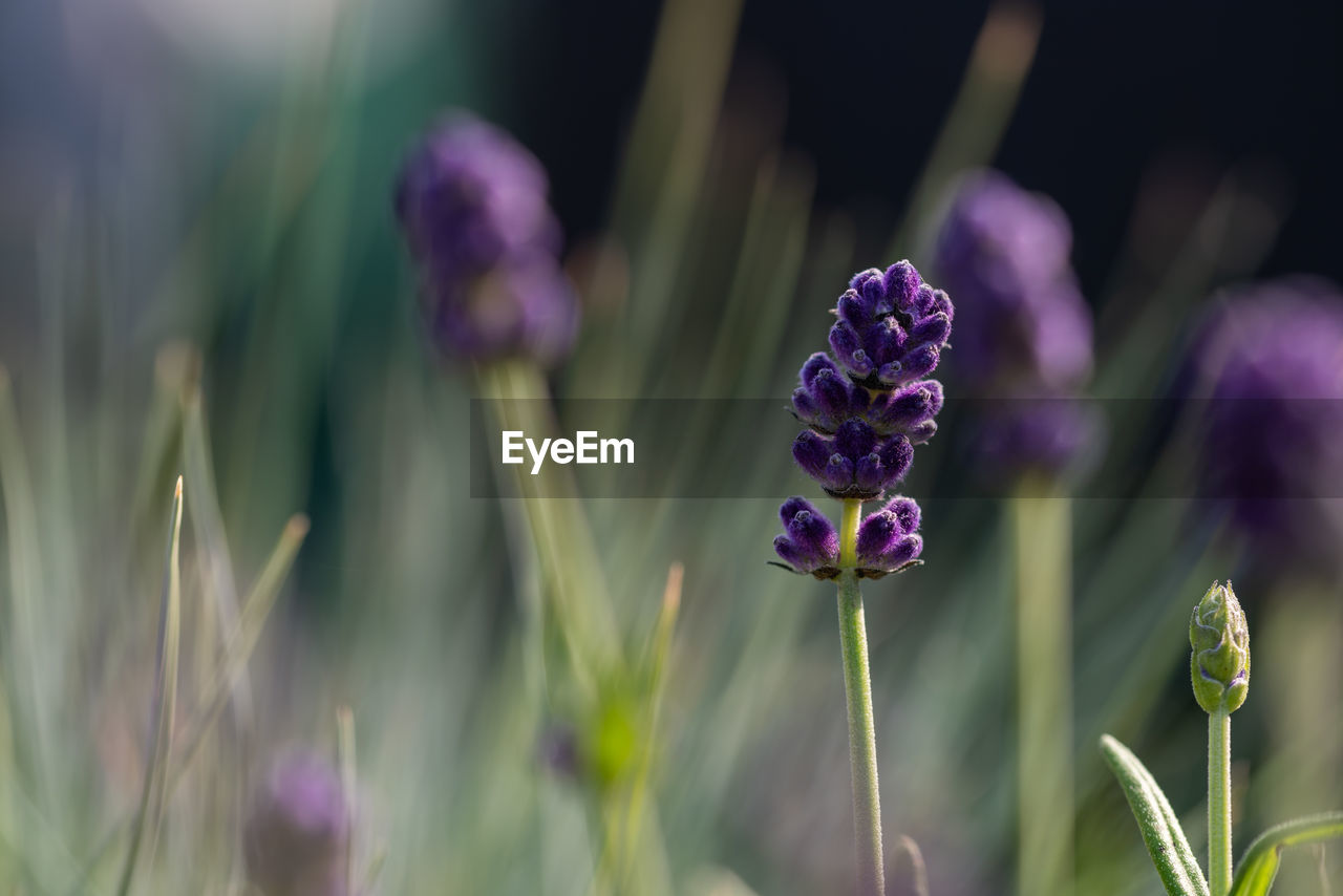 Close up of purple lavender plant