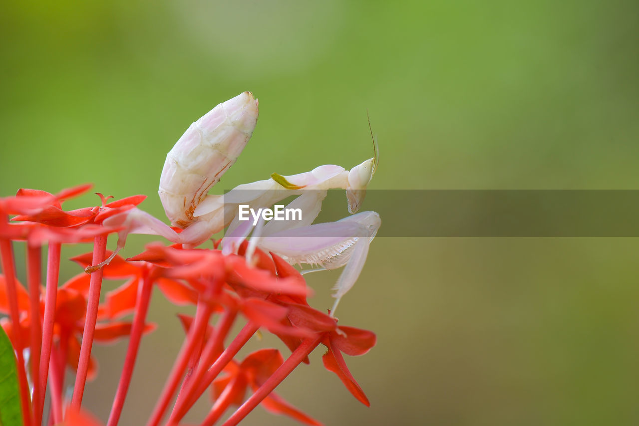 CLOSE-UP OF PINK FLOWER