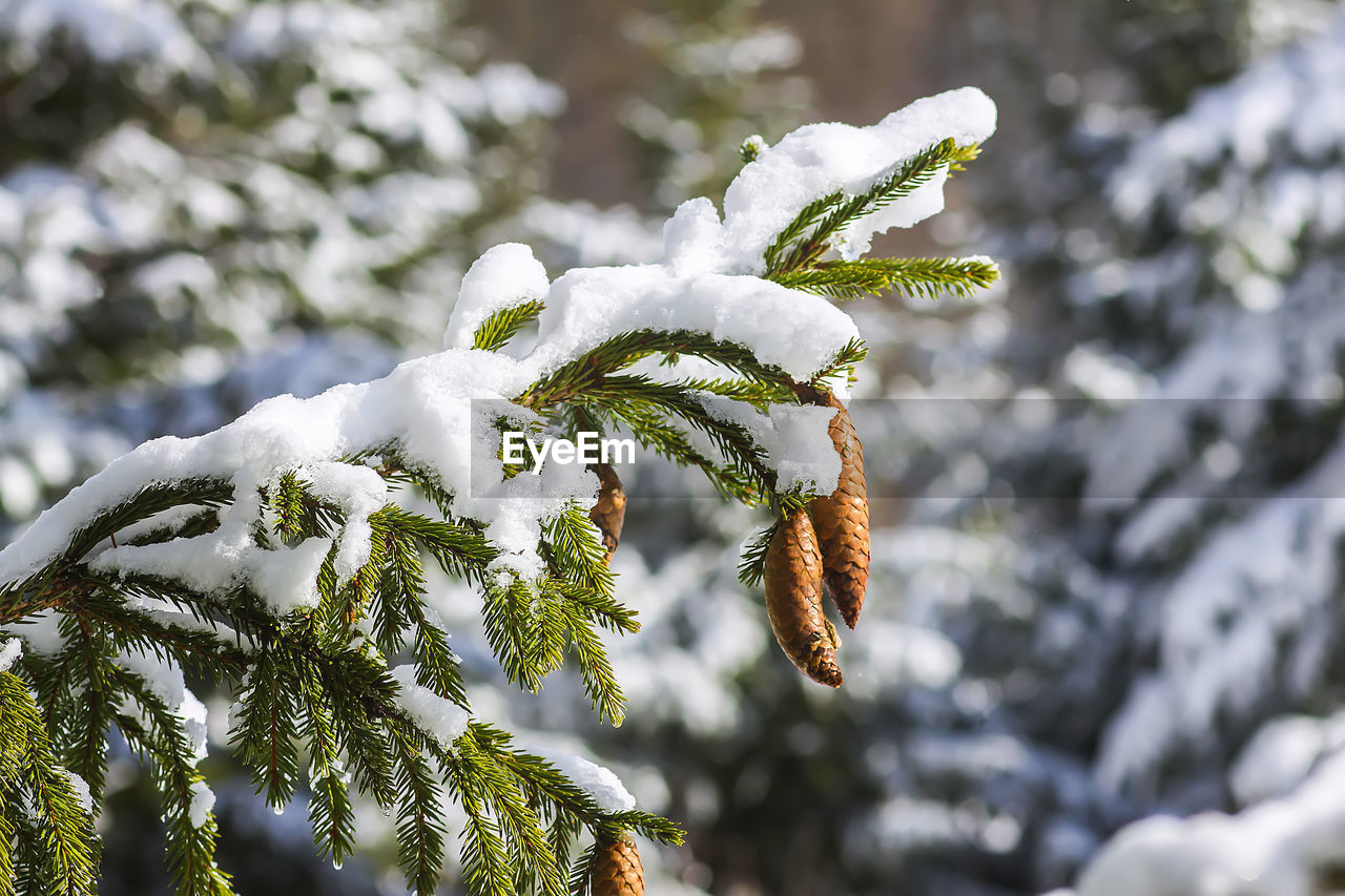 CLOSE-UP OF SNOW ON PLANT