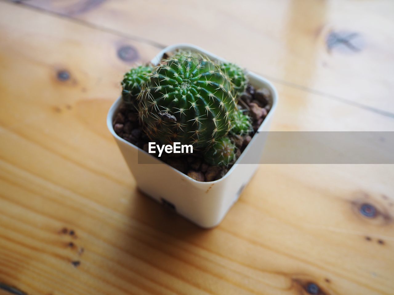 HIGH ANGLE VIEW OF SUCCULENT PLANT IN POT