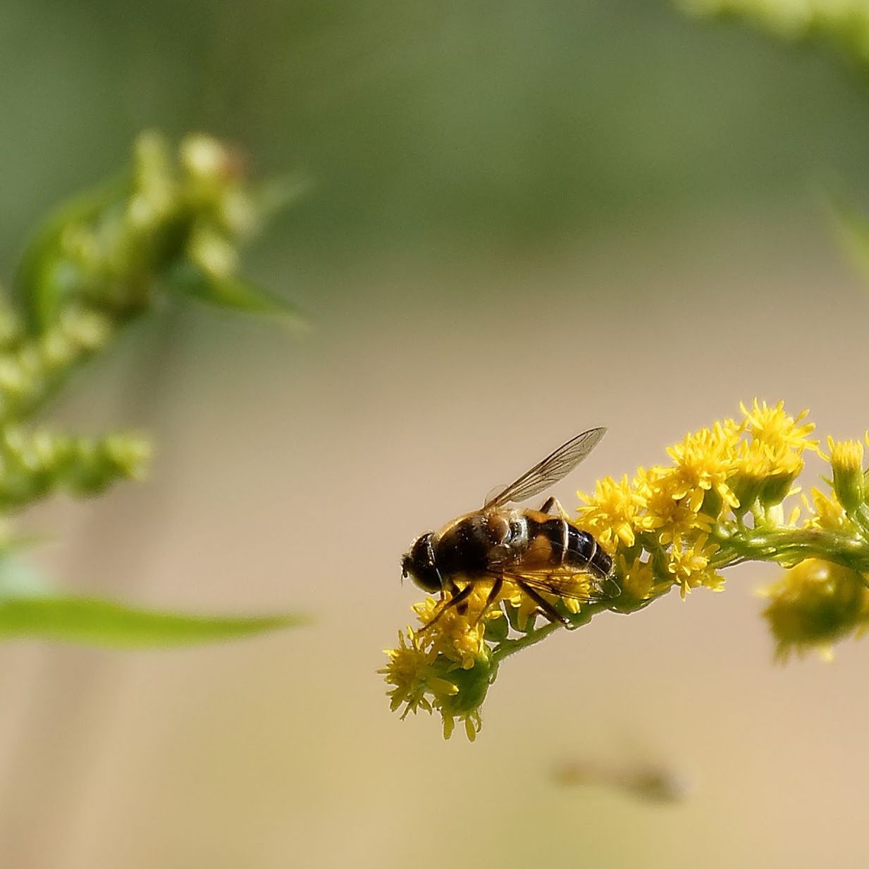 CLOSE-UP OF BEE POLLINATING ON YELLOW FLOWERS