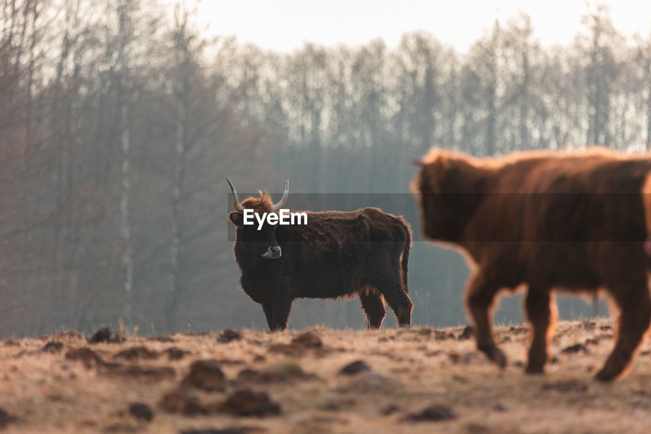 Graceful wanderer. majestic brown wild cow grazing in the early spring field