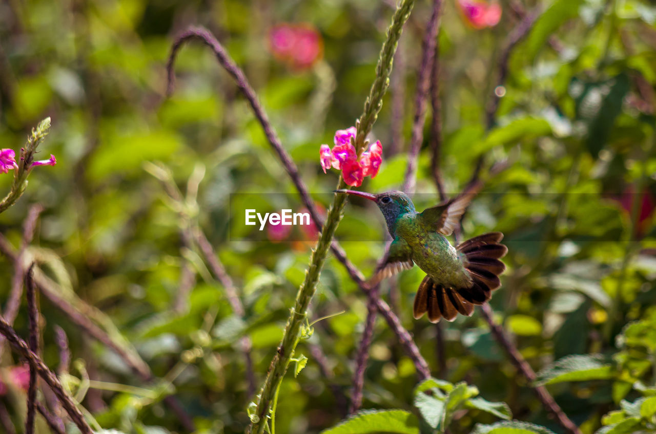 Mid-air hummingbird feeding at a pink  flower