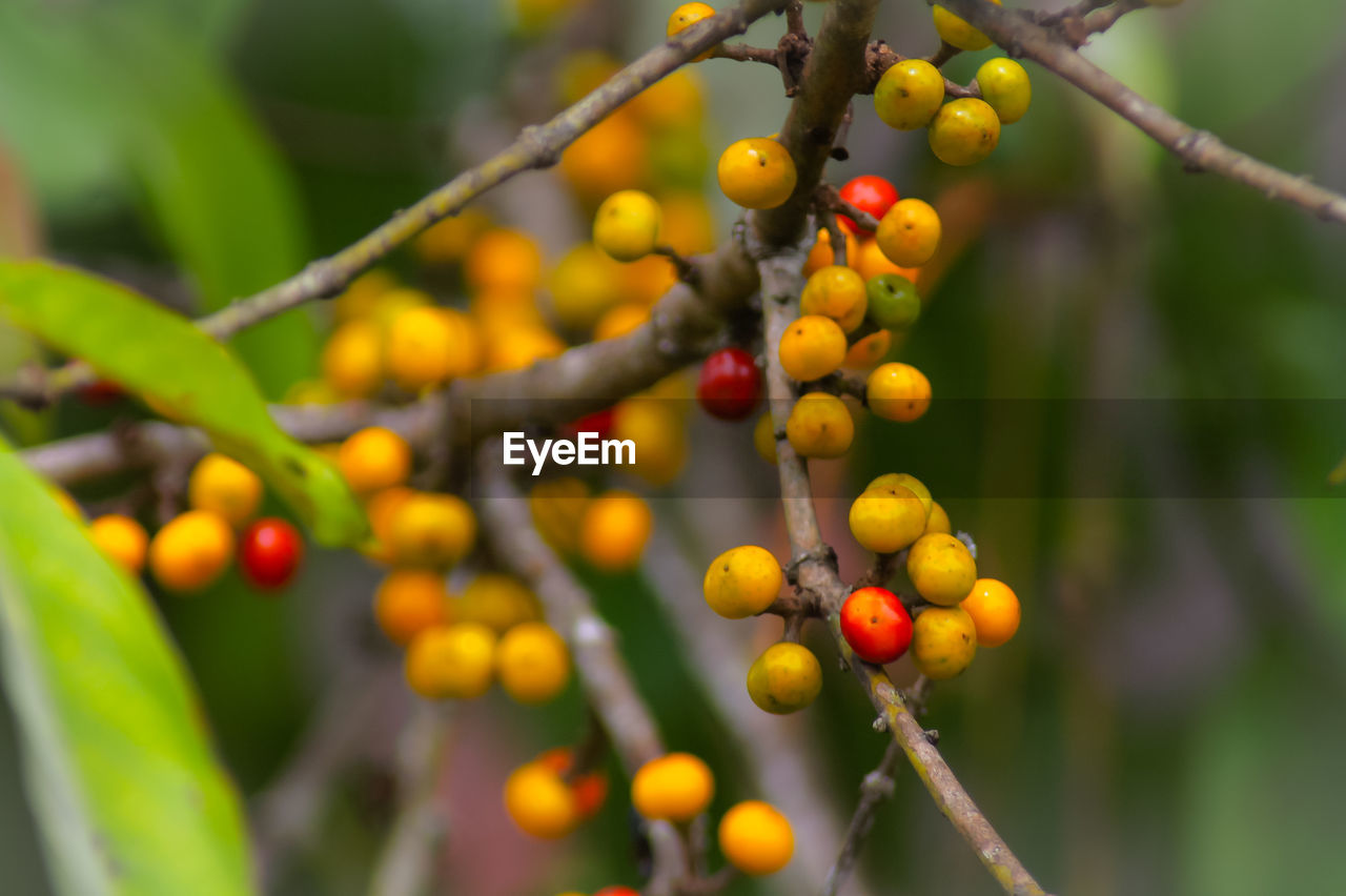 Close-up of berries growing on tree