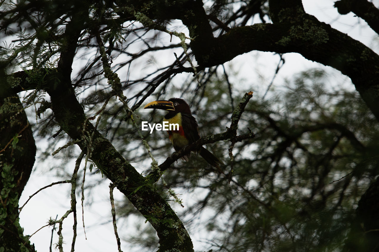 low angle view of bird perching on branch