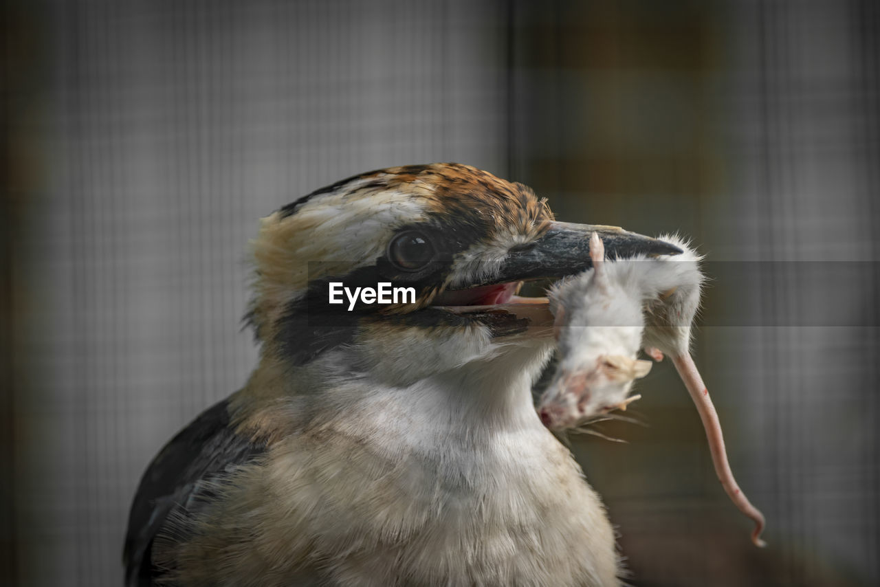 animal, animal themes, bird, beak, one animal, animal wildlife, wildlife, close-up, animal body part, focus on foreground, no people, mammal, bird of prey, indoors