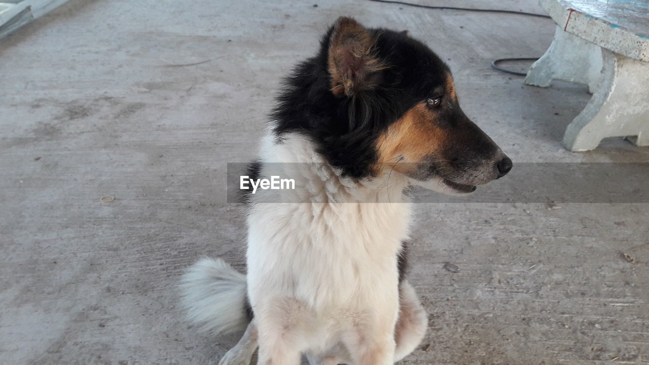 High angle view of dog looking away