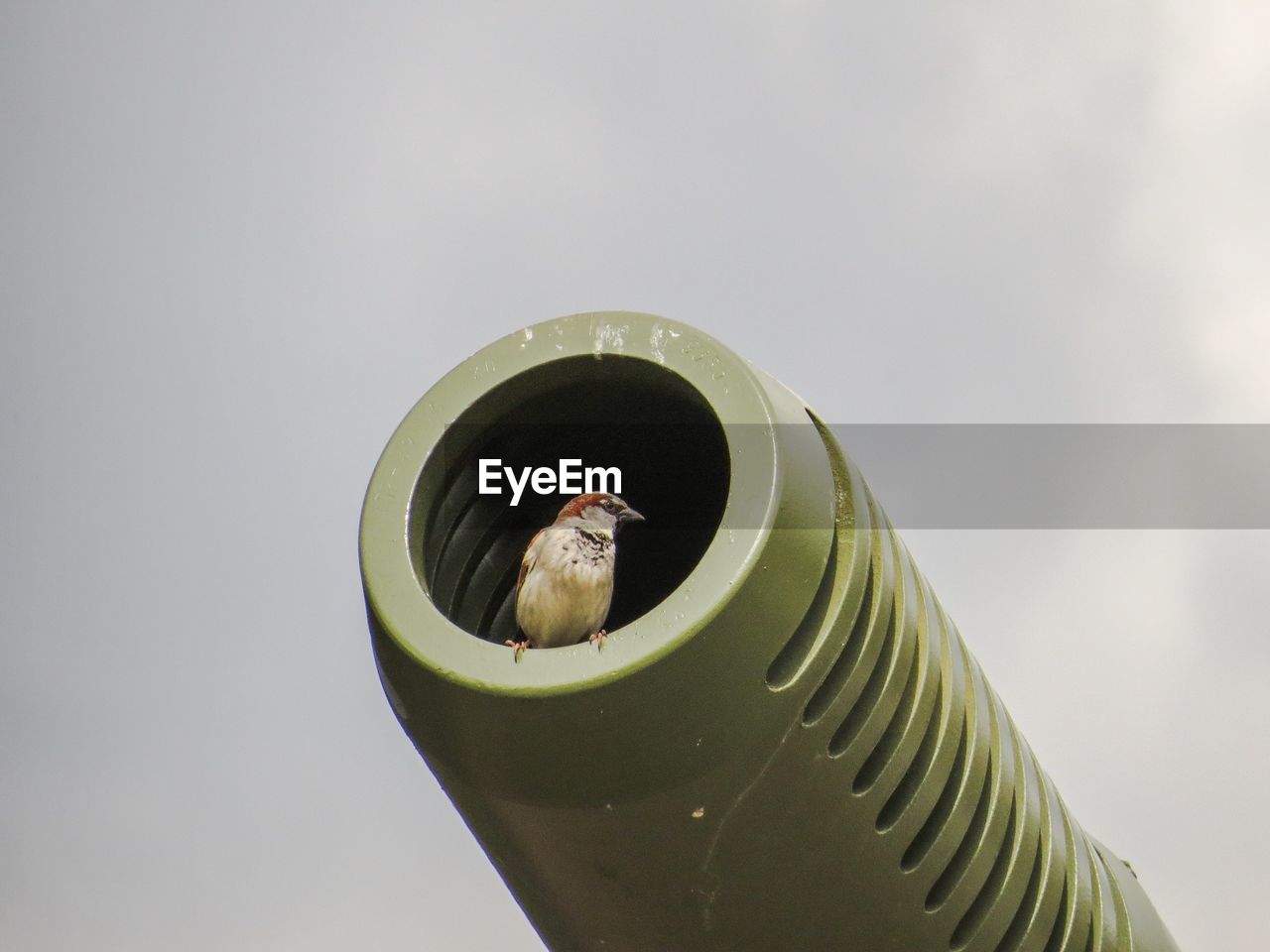 Low angle view of sparrow in cannon