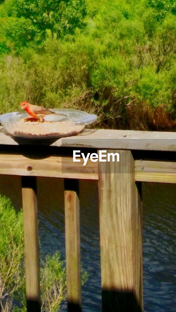 FISH ON WOOD AT SHORE