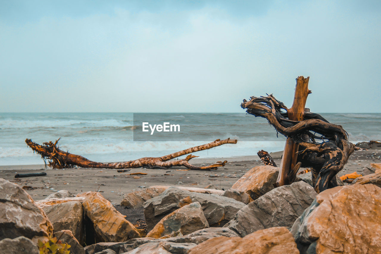 Driftwood on beach