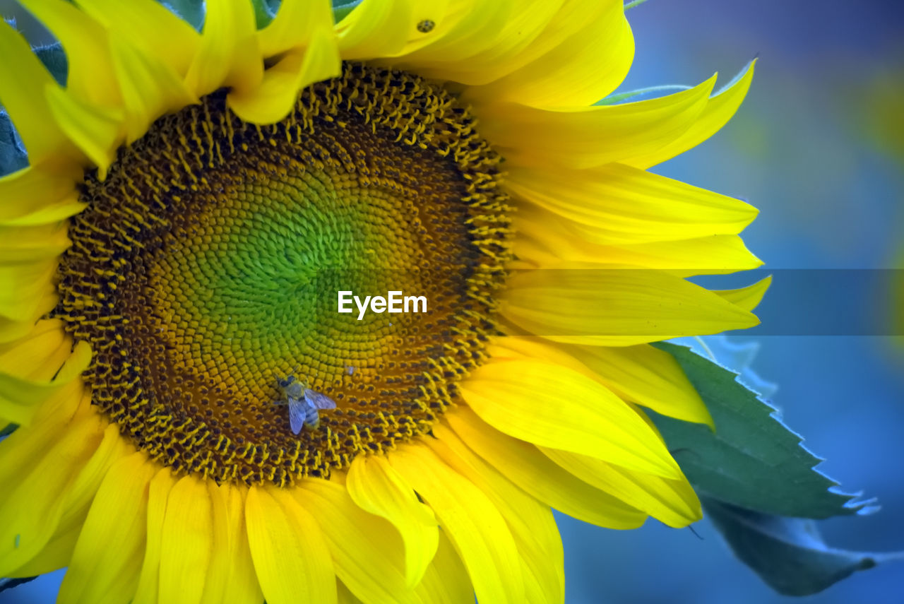 Close-up of yellow sunflower