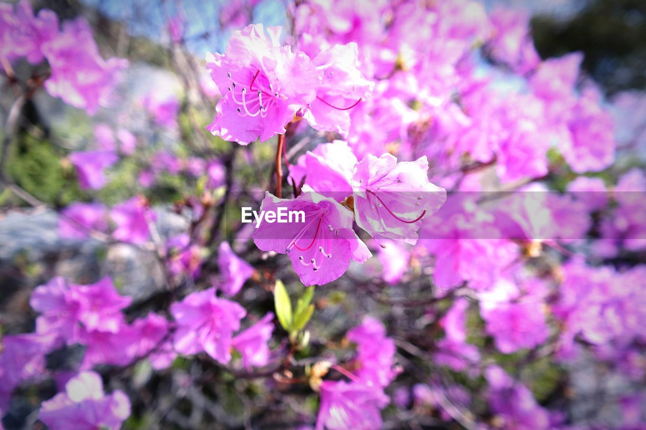 CLOSE-UP OF PINK FLOWER PLANT