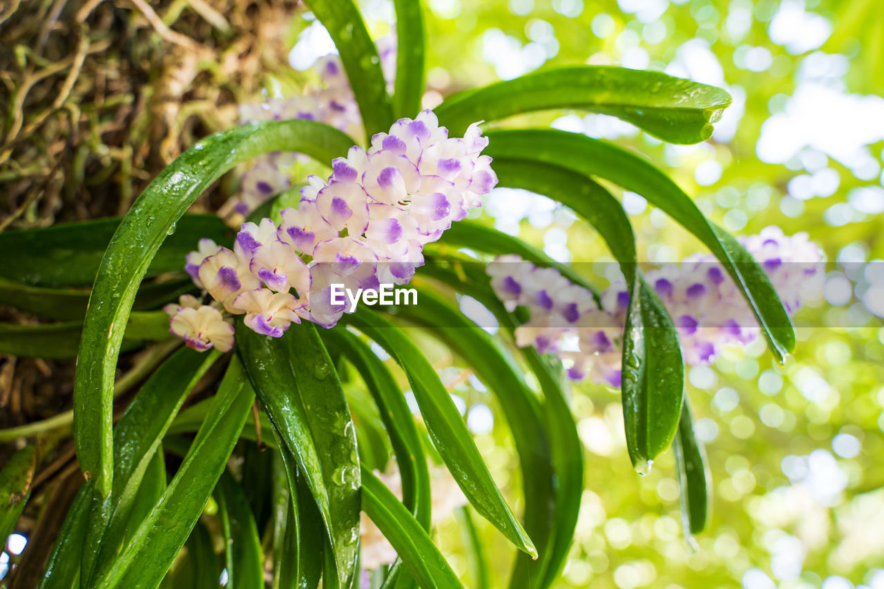 CLOSE-UP OF FLOWERING PLANT