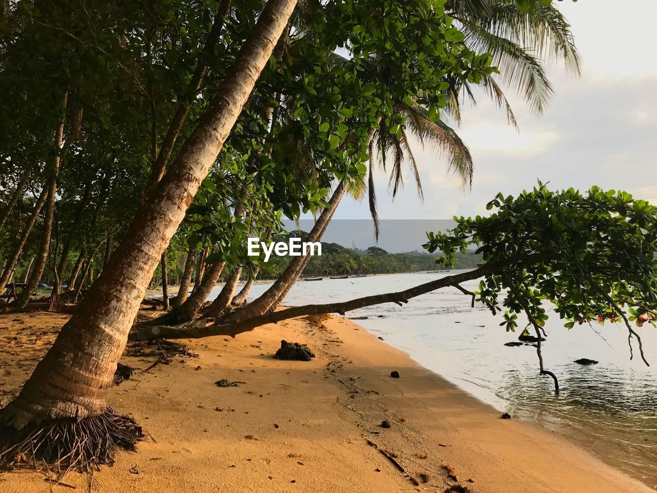 SCENIC VIEW OF PALM TREES ON BEACH