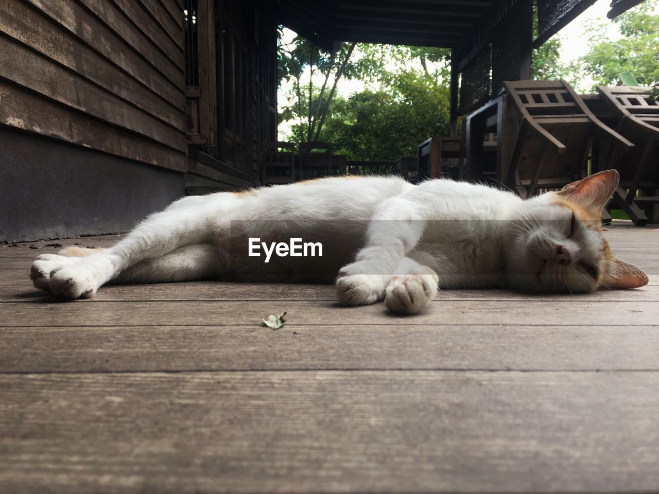 WHITE CAT SLEEPING ON FLOOR