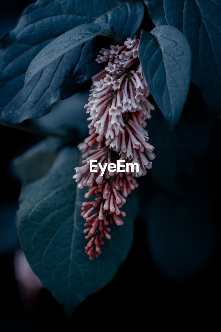 Close-up of flower buds growing on plant