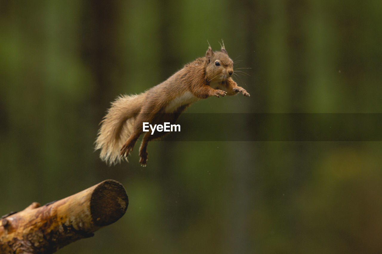 Close-up of squirrel jumping