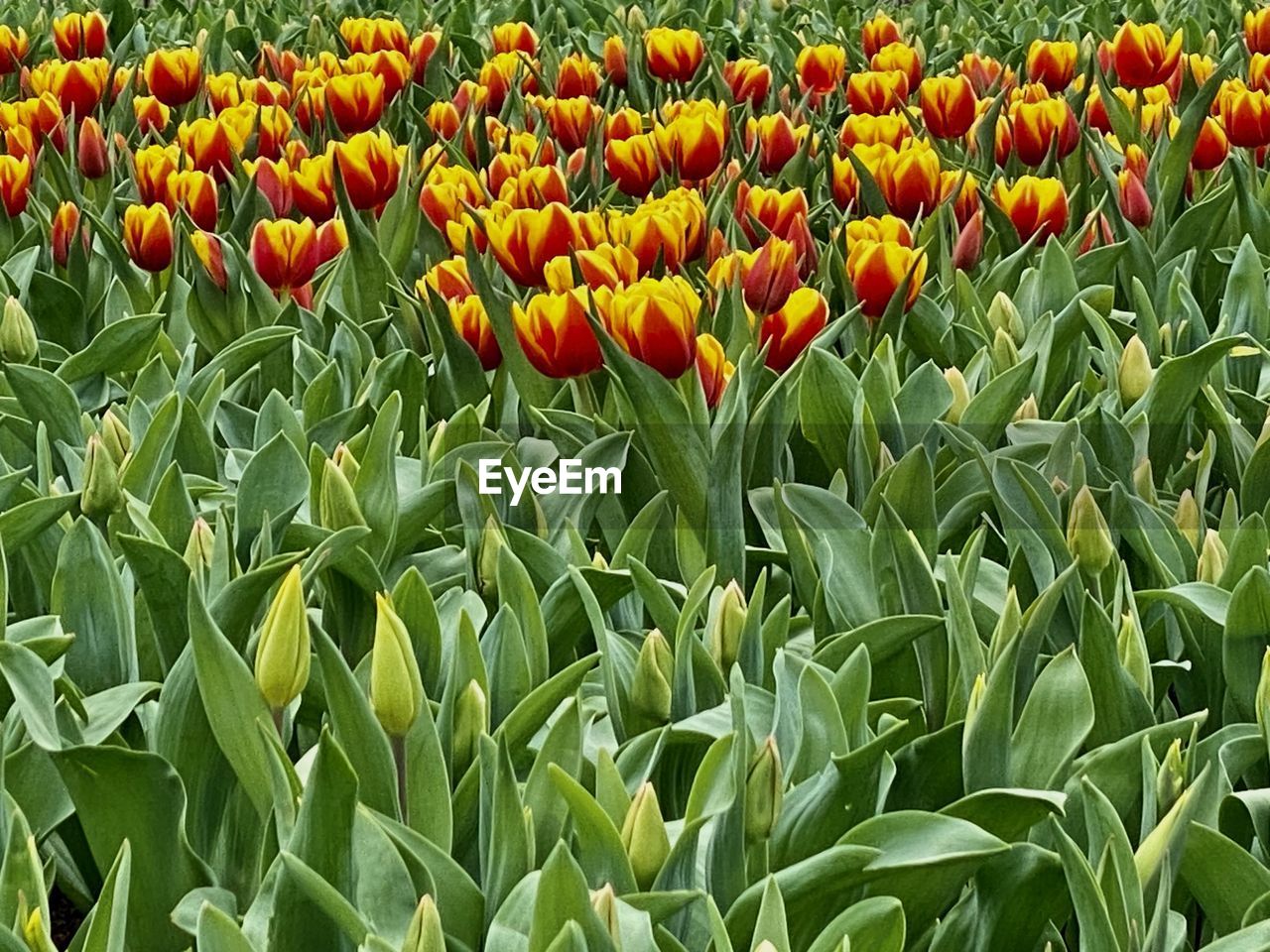 plant, growth, flower, flowering plant, beauty in nature, freshness, tulip, field, green, nature, land, fragility, plant part, flower head, no people, leaf, petal, inflorescence, close-up, agriculture, day, flowerbed, abundance, landscape, crop, botany, backgrounds, yellow, rural scene, full frame, outdoors, springtime, tranquility